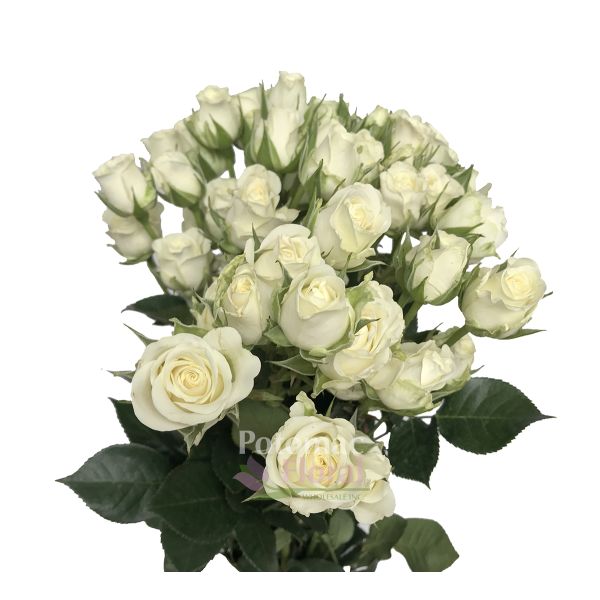 Snowflake Spray Rose White Potomac Floral Wholesale